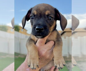 French Bull Weiner Dogs for adoption in Corona, CA, USA