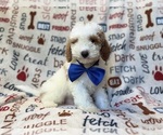 Small #5 Poodle (Miniature)