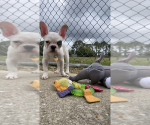 French Bulldog Puppy for sale in JACKSONVILLE, FL, USA