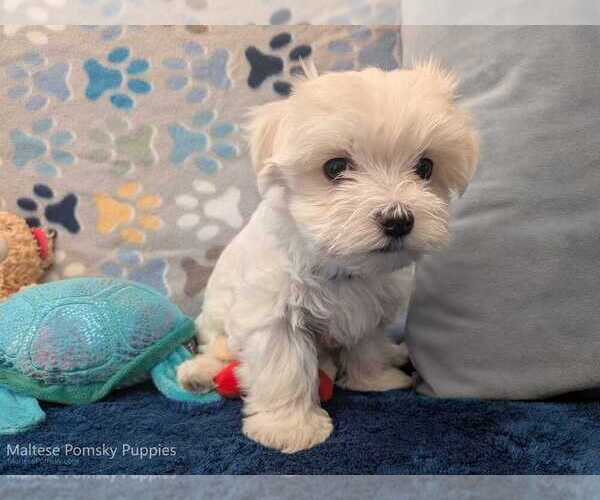 Medium Photo #5 Maltese Puppy For Sale in OCALA, FL, USA