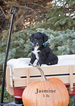 Small Photo #6 Aussiedoodle Puppy For Sale in MONTROSE, CO, USA