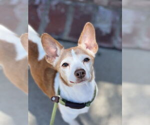 Rat Terrier-Unknown Mix Dogs for adoption in Newport Beach, CA, USA