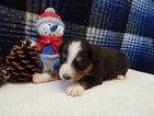 Small Photo #3 Australian Shepherd Puppy For Sale in CANTON, OH, USA