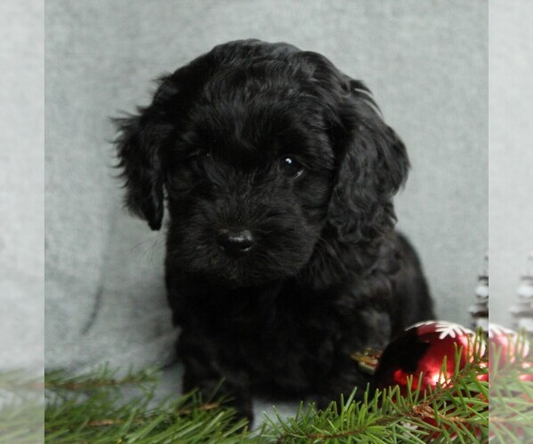 Medium Photo #3 Cockapoo-Poodle (Miniature) Mix Puppy For Sale in GAP, PA, USA