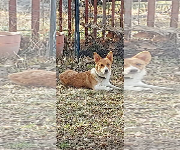 Medium Photo #4 Mutt Puppy For Sale in Denver , CO, USA