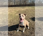 Small #10 Mutt