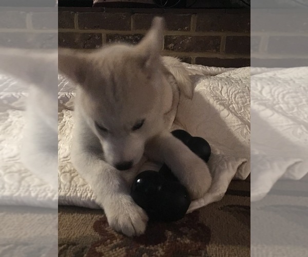 Medium Photo #3 Pomsky-Siberian Husky Mix Puppy For Sale in PLAINWELL, MI, USA