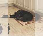 Small #11 Labrador Retriever Mix