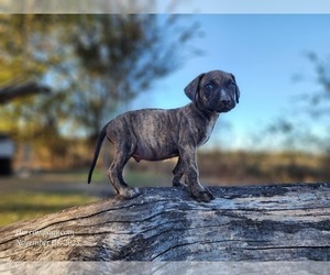 Catahoula Leopard Dog Puppy for sale in CUMBY, TX, USA