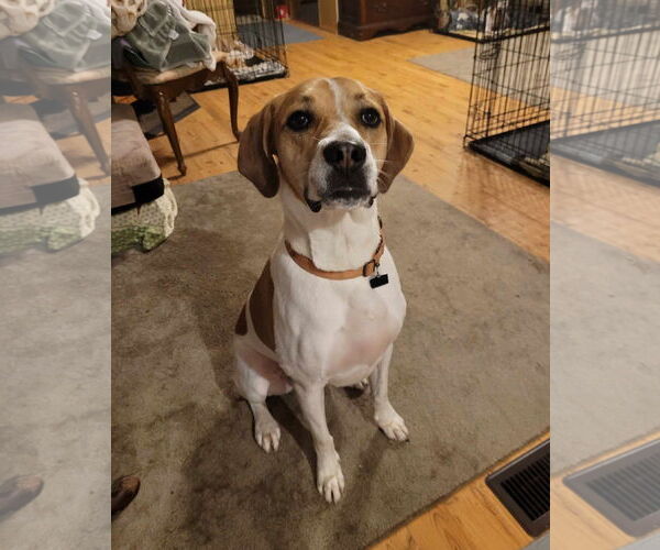 Medium Photo #18 American Pit Bull Terrier-Treeing Walker Coonhound Mix Puppy For Sale in Spotsylvania, VA, USA