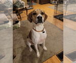 Small #17 American Pit Bull Terrier-Treeing Walker Coonhound Mix