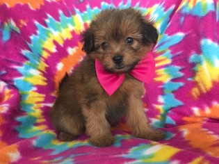 Pom-A-Poo Puppy for sale in PORT DEPOSIT, MD, USA