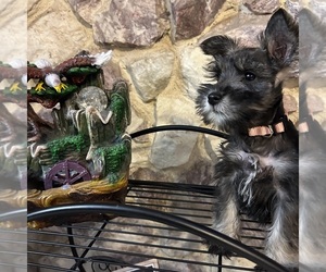 Schnauzer (Miniature) Puppy for sale in BRIDGETON, NJ, USA