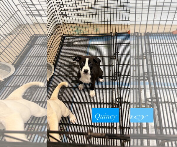 Medium Photo #1 American Staffordshire Terrier-Unknown Mix Puppy For Sale in Gilberts, IL, USA