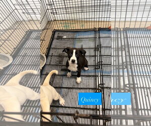 American Staffordshire Terrier-Unknown Mix Dogs for adoption in Gilberts, IL, USA