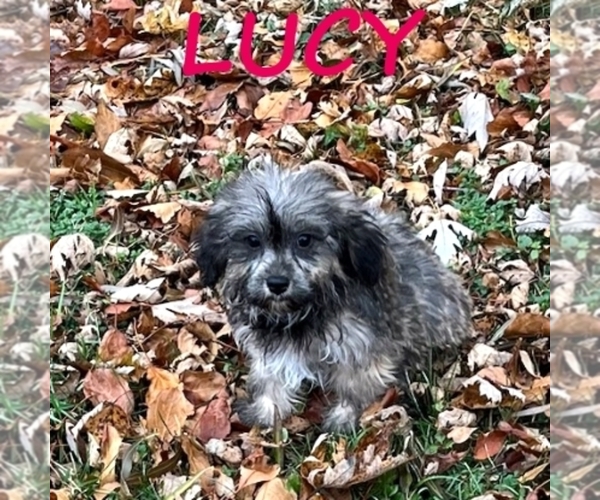 Medium Photo #2 Shih-Poo Puppy For Sale in HARTLAND, MN, USA