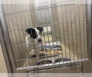 American Pit Bull Terrier-Unknown Mix Dogs for adoption in Decatur, IL, USA