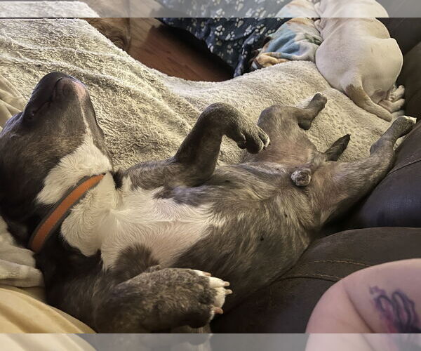 Medium Photo #5 American Pit Bull Terrier Puppy For Sale in Lakemont, GA, USA