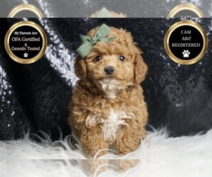 Medium Poodle (Toy)