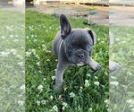 Small Photo #1 French Bulldog Puppy For Sale in WINDSOR, CT, USA
