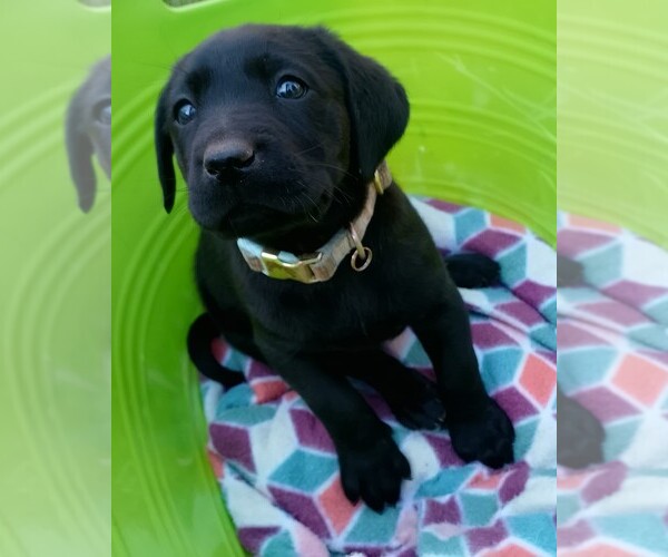 Medium Photo #35 Labrador Retriever Puppy For Sale in IONE, CA, USA