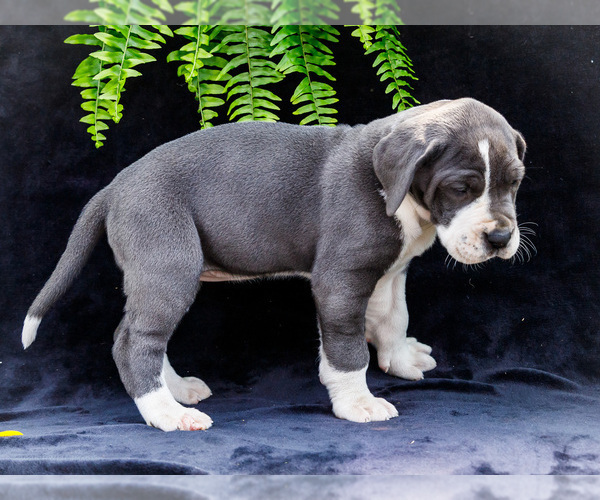 Medium Photo #23 Great Dane Puppy For Sale in WAKARUSA, IN, USA