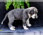 Small #22 Great Dane