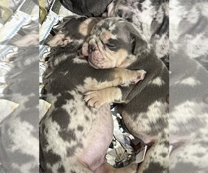 English Bulldog Puppy for sale in HUMBLE, TX, USA