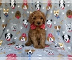 Small #1 Cavapoo (Miniature)