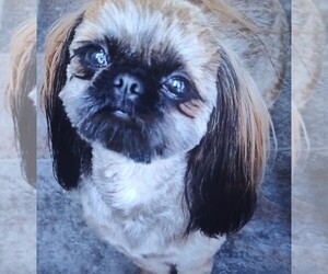 Mother of the Shih Tzu puppies born on 05/05/2026