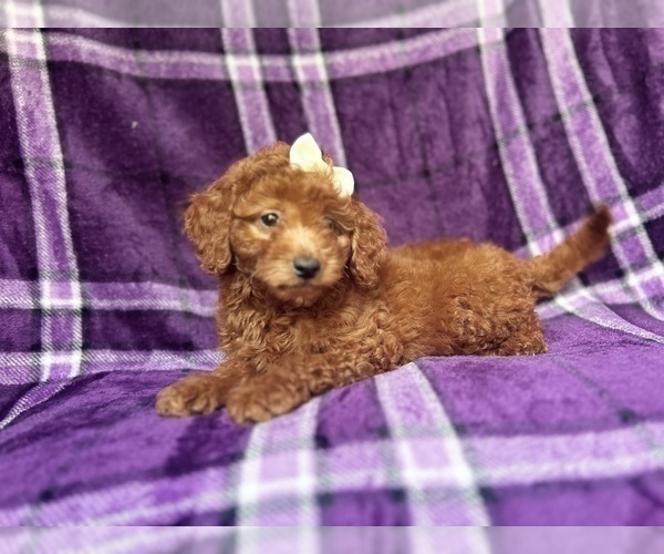 Medium Photo #5 Goldendoodle (Miniature) Puppy For Sale in LAKELAND, FL, USA