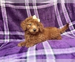 Small #4 Goldendoodle (Miniature)