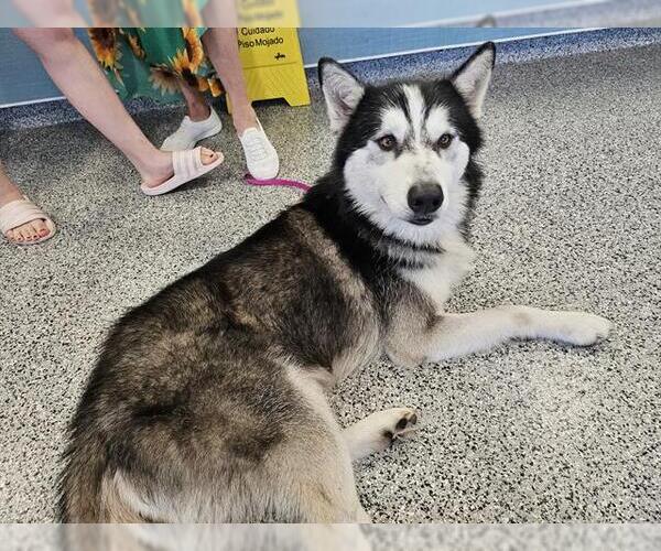 Medium Photo #1 Siberian Husky Puppy For Sale in Palmetto, FL, USA