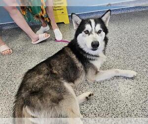 Siberian Husky Dogs for adoption in Palmetto, FL, USA
