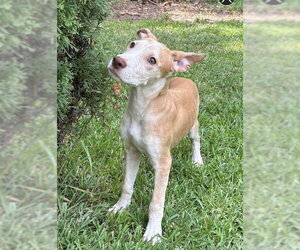 Labrador Retriever Dogs for adoption in Southbury, CT, USA
