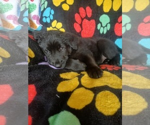 German Shepherd Dog Dogs for adoption in LOGANVILLE, GA, USA