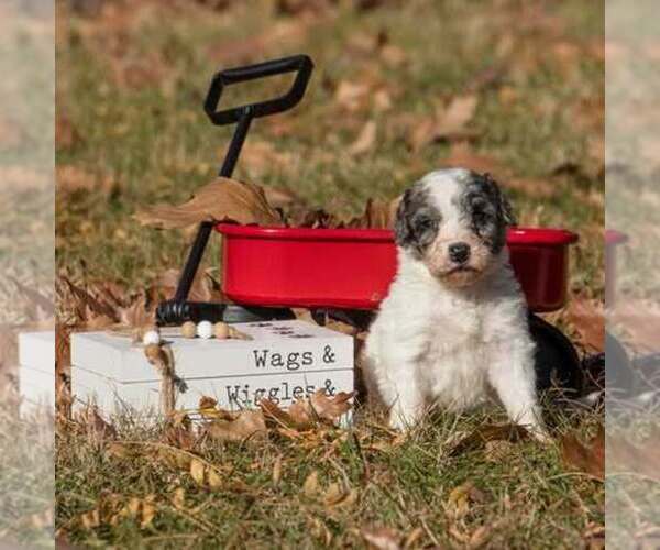 Medium Photo #3 Bernedoodle (Miniature) Puppy For Sale in PRAIRIE VIEW, KS, USA