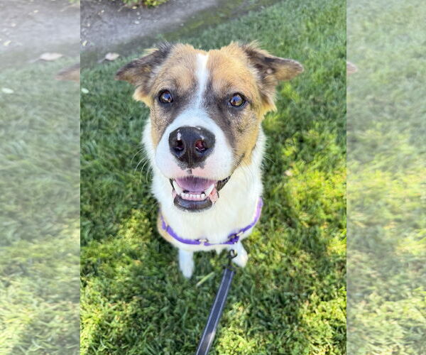 Medium Photo #6 Australian Mountain Dog Puppy For Sale in Lake Elsinore, CA, USA