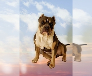 Father of the American Bully puppies born on 11/29/2023