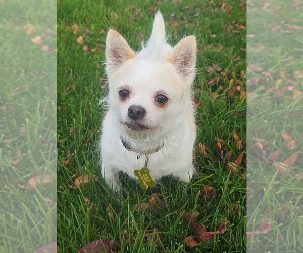 Medium Photo #1 Mutt Puppy For Sale in Sandy, UT, USA