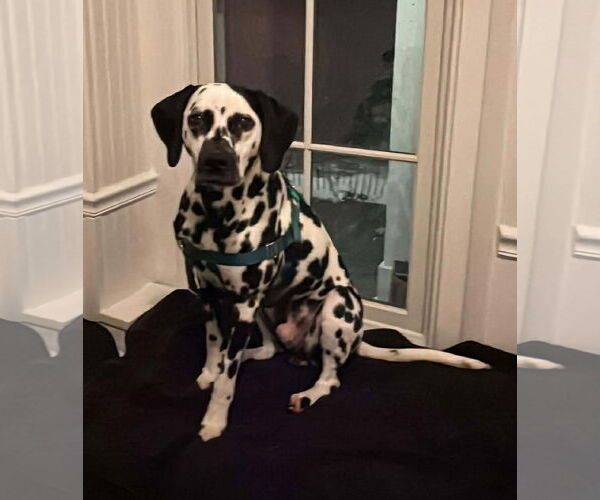 Medium Photo #3 Dalmatian Puppy For Sale in Croydon, NH, USA