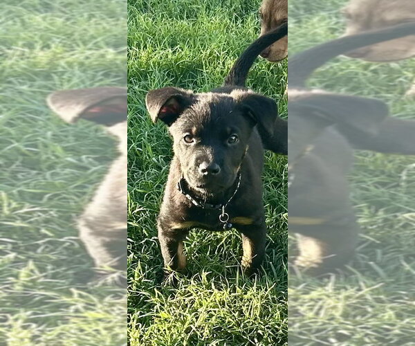 Medium Photo #2 Australian Shepherd-Rottweiler Mix Puppy For Sale in Phoenix, AZ, USA