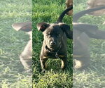 Small #1 Australian Shepherd-Rottweiler Mix
