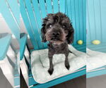Small Poodle (Miniature) Mix