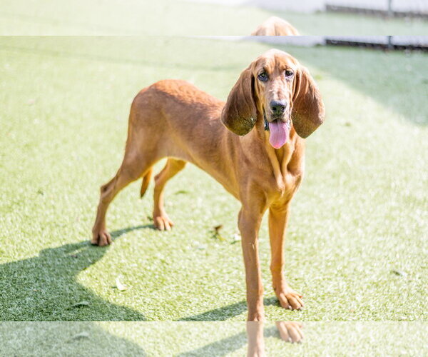 Medium Photo #4 Bloodhound Puppy For Sale in Hilton Head, SC, USA