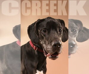 Great Dane Dogs for adoption in Buffalo, MN, USA