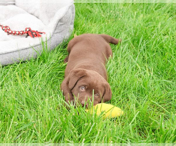 Medium Photo #1 Labrador Retriever Puppy For Sale in SYRACUSE, IN, USA