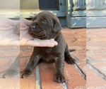 Small Photo #12 Labrador Retriever Puppy For Sale in TULSA, OK, USA