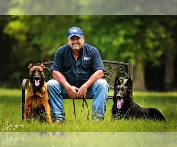 Medium Photo #1 Belgian Malinois Puppy For Sale in POPLARVILLE, MS, USA