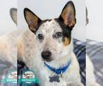 Small #1 Jack Russell Terrier Mix